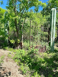 an old rusty gate in a wooded area