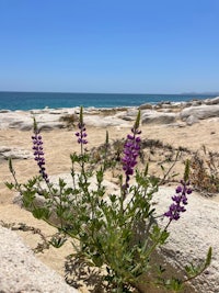 a purple flower grows out of a rock near the ocean