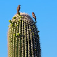 two birds perched on top of a cactus