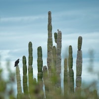 a bird perched on top of a cactus plant