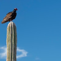 a vulture perched on top of a cactus