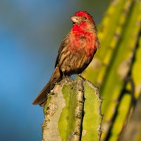 a bird perched on top of a cactus