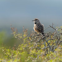 a small bird perched on a branch