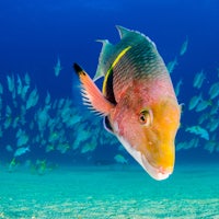 a fish swimming in the ocean