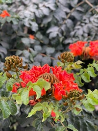 a plant with red flowers and green leaves