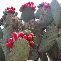 a cactus with red berries