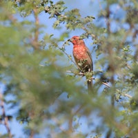 a bird perched on a branch