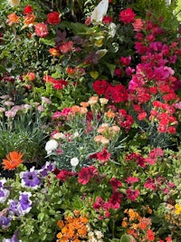 a bed of colorful flowers in a garden