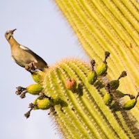 a bird perched on top of a cactus