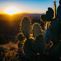 a cactus plant in the desert