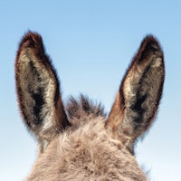 a close up of a donkey's ears against a blue sky