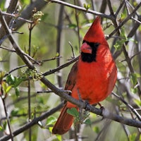 a red cardinal perched on a branch