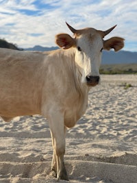 a cow standing on a sandy beach