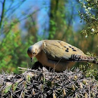 a bird is sitting on top of a cactus