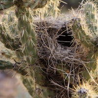 a cactus plant with a bird's nest in it