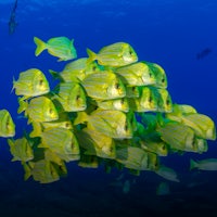 a school of yellow striped fish