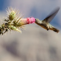 a hummingbird is flying over a cactus