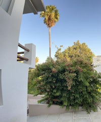 a house with a palm tree in front of it