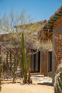 a house with a cactus in front of it