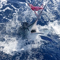 a marlin fish with its mouth open