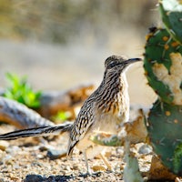 a bird standing next to a cactus