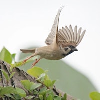 a small bird is flying over a tree