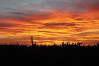 saguaro cactus in the foreground