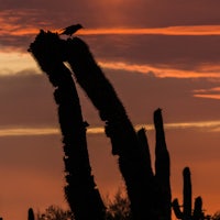 a crow sits on top of a cactus at sunset