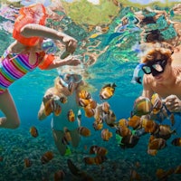 a group of people snorkeling with fish in the ocean